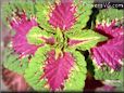coleus