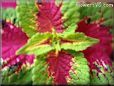 coleus plant