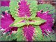 coleus