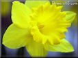 Daffodil flower picture