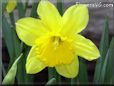 daffodil picture