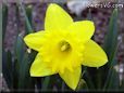 daffodil flower picture