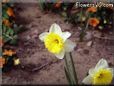 daffodil tulip