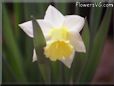 white daffodil