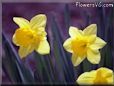 growing daffodil