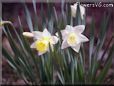 daffodil fields