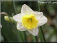 daffodil pic