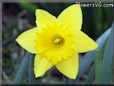 daffodil wallpaper