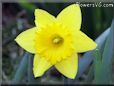 daffodil flower pictures