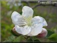 apple blossom flower