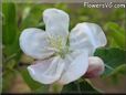 apple blossom flower