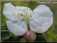 apple blossom flower