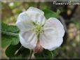 apple blossom flower