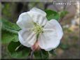 apple blossom flower