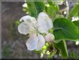 apple blossom flower