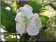 apple blossom flower