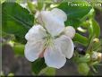 apple blossom flower