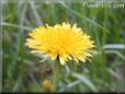 dandelion flower