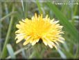 dandelion flower