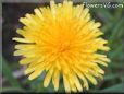 dandelion flower