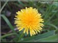 dandelion flower