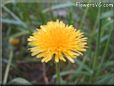 dandelion flower