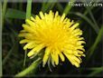 dandelion flower