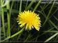 dandelion flower