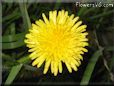 dandelion flower