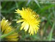 dandelion flower