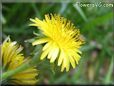 dandelion flower