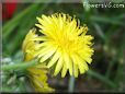 dandelion flower