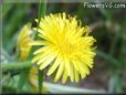 dandelion flower