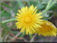 dandelion flower