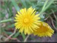 dandelion flower