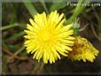 dandelion flower