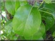pear leaf