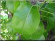 pear leaf