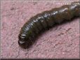 large larva