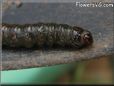 large larva