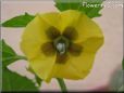 tomatillo flower