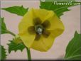 tomatillo flower