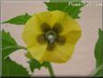 tomatillo flower