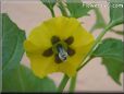 tomatillo flower