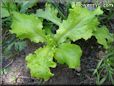 leaf lettuce