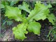 leaf lettuce