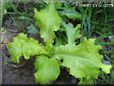 leaf lettuce