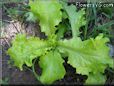 leaf lettuce