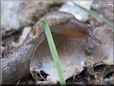 tan slug