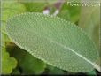  sage